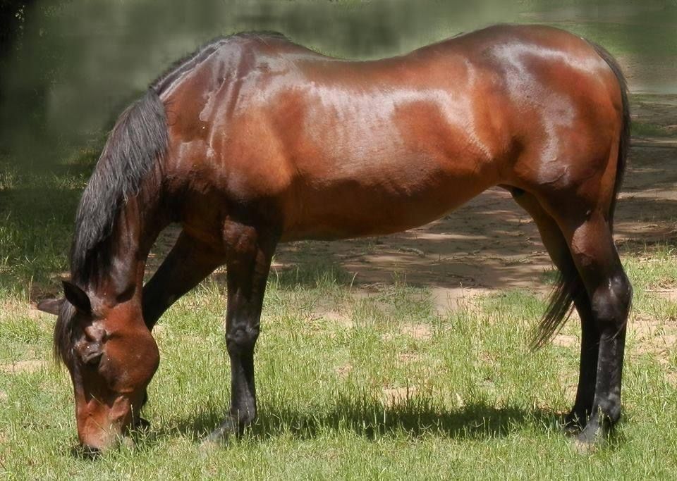 A brown horse is grazing in a grassy field
