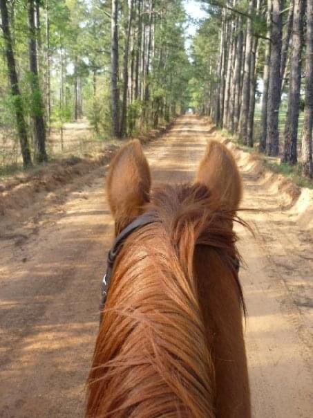 A horse is riding down a dirt road in the woods