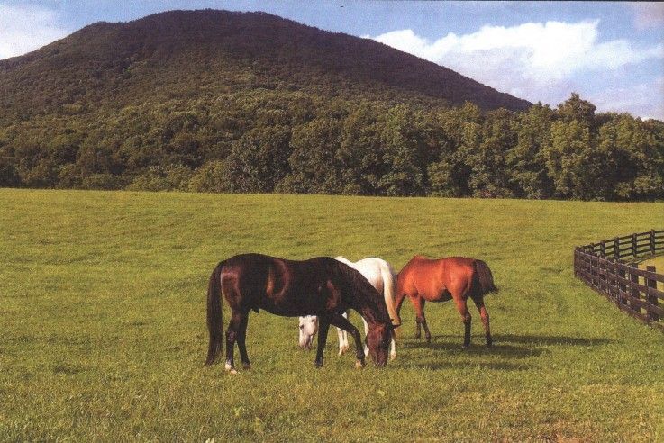 Three horses grazing in a field with a mountain in the background