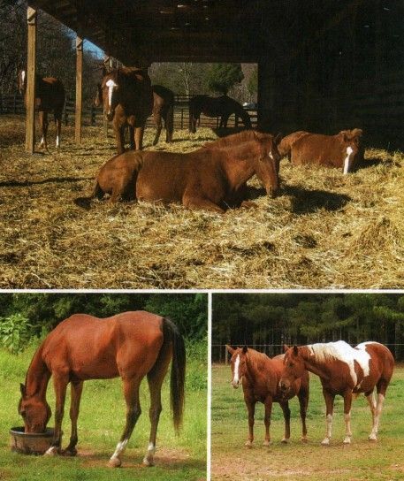 A collage of three pictures of horses in a stable