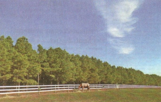 A horse is grazing in a field next to a white fence