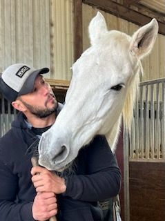 Equestrian horse.