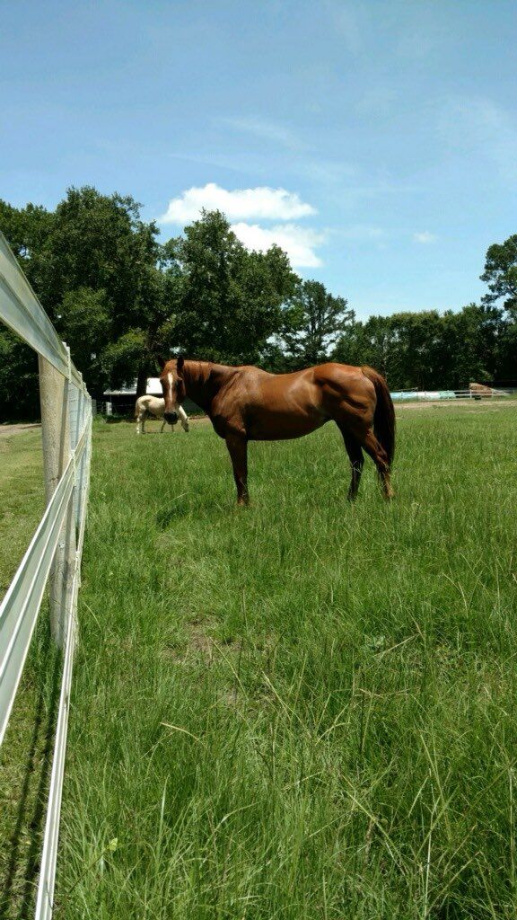 Two horses eating in the farm.