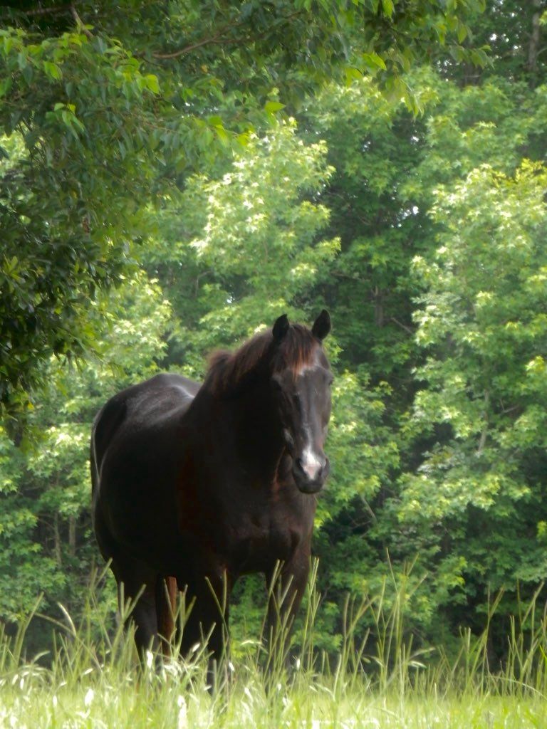 Horse eating.