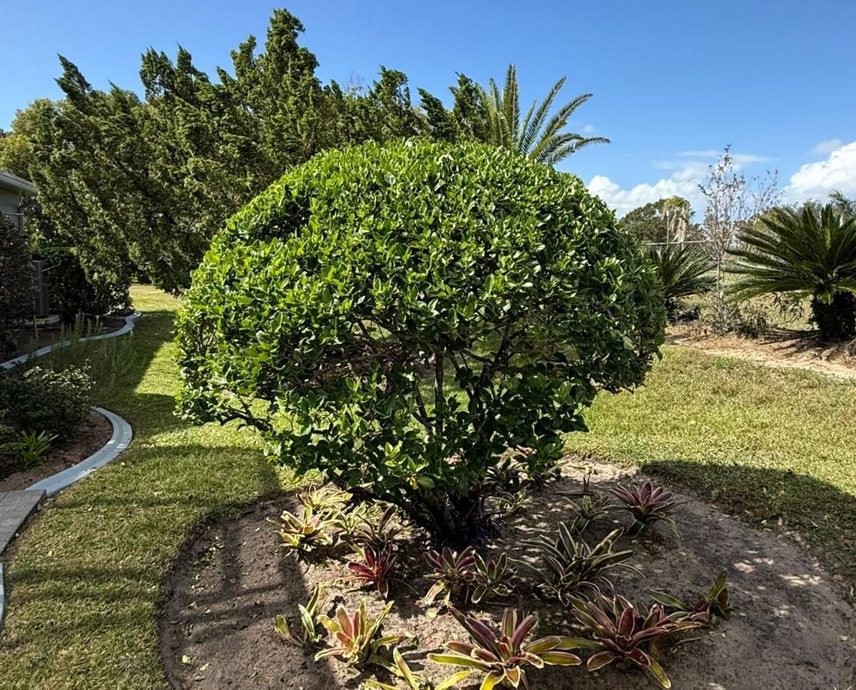 Tree Services in Orlando, FL