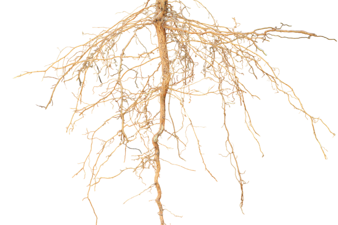 sewer and drain camera inspections