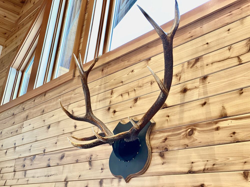 A set of deer antlers hanging on a wooden wall.