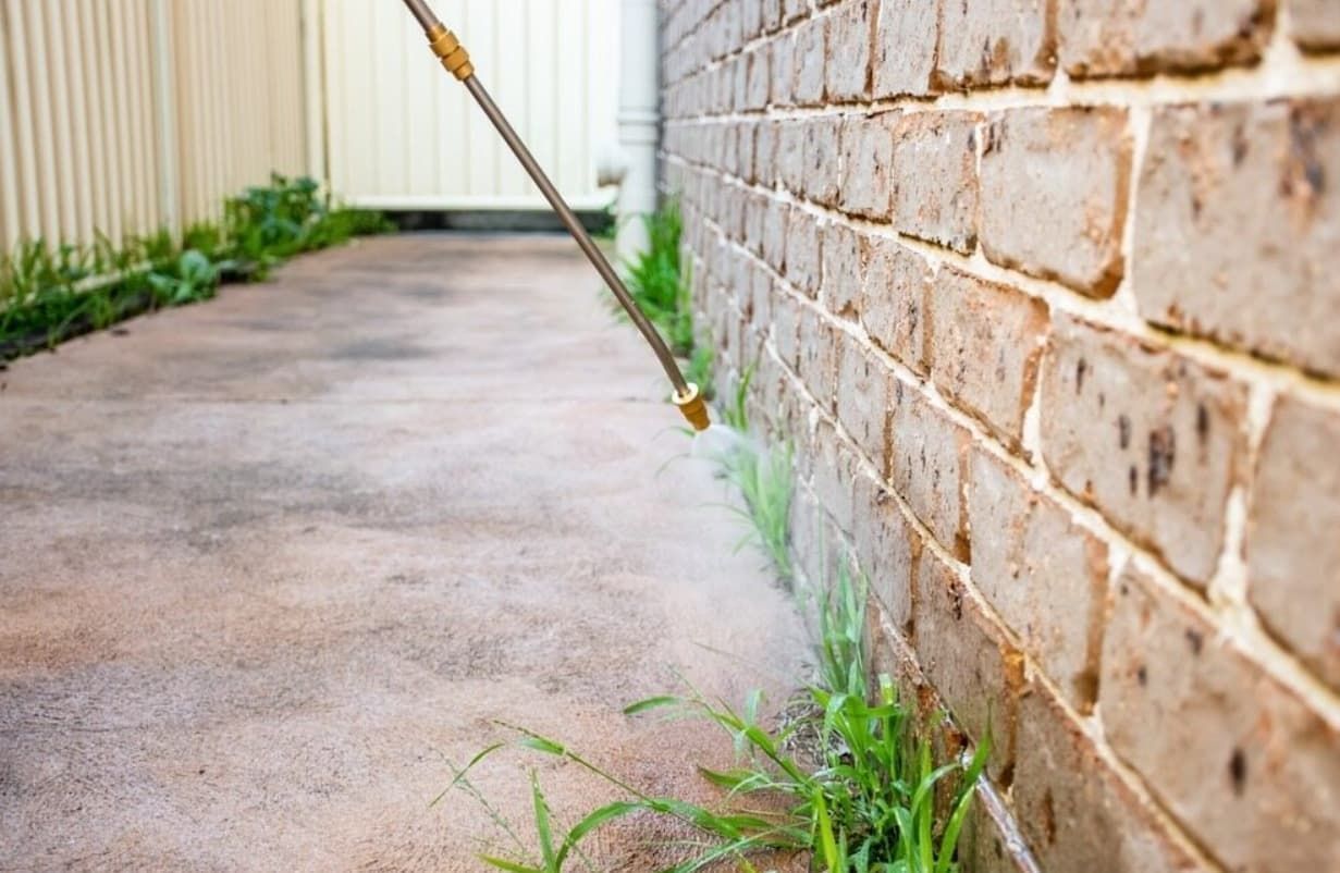 Spraying herbicide on weeds growing alongside a brick wall and concrete path — Premier Pest Control Wollongong In Kiama, NSW
