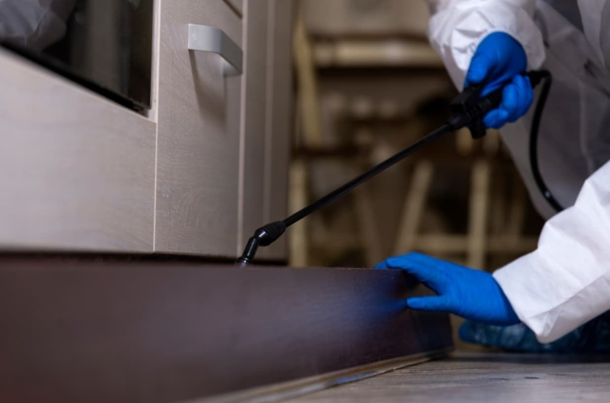 A Person Wearing Blue Gloves Is Spraying A Wall With A Sprayer — Premier Pest Control Wollongong In Kiama, NSW