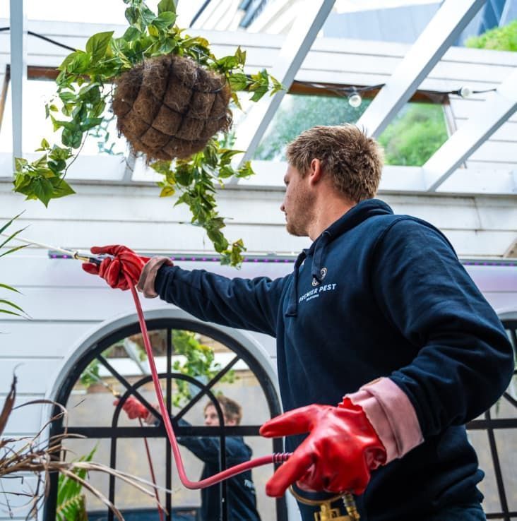 Man in Blue Sweatshirt Sprays Plants With a Red Hose in a Greenhouse — Premier Pest Control Wollongong In Penrith, NSW