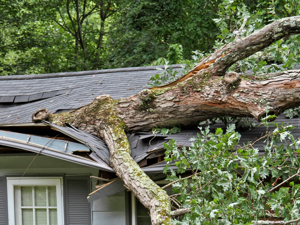 How Trees Can Damage Residential Roofing