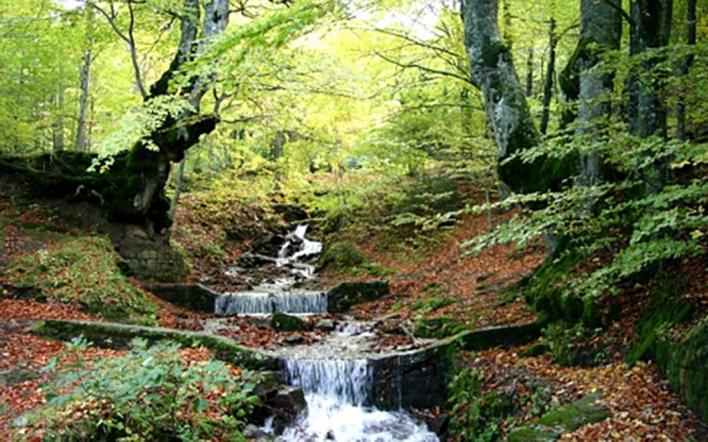 Forest stream