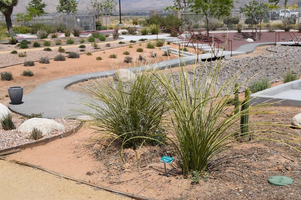 Grassy plants in a desert landscape with a winding concrete path and scattered bushes.