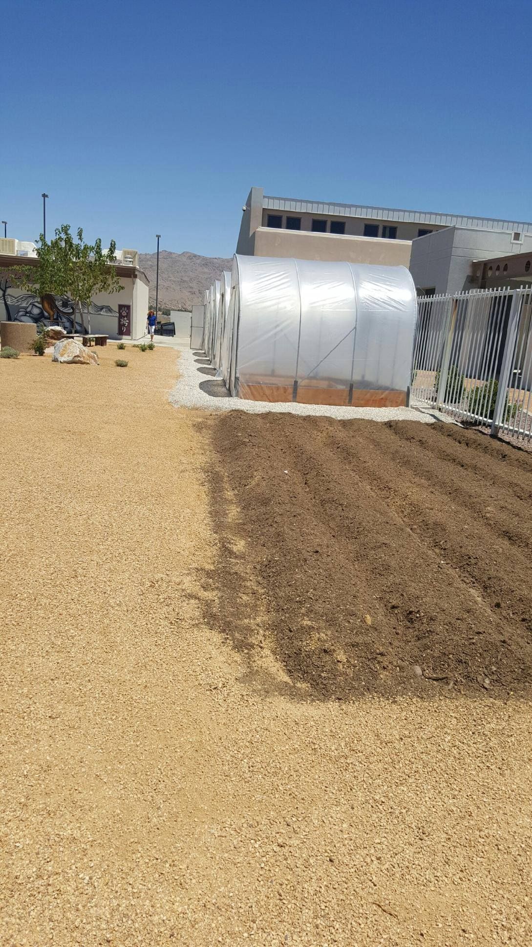 A greenhouse and prepared soil in a sunny outdoor setting with buildings in the background.
