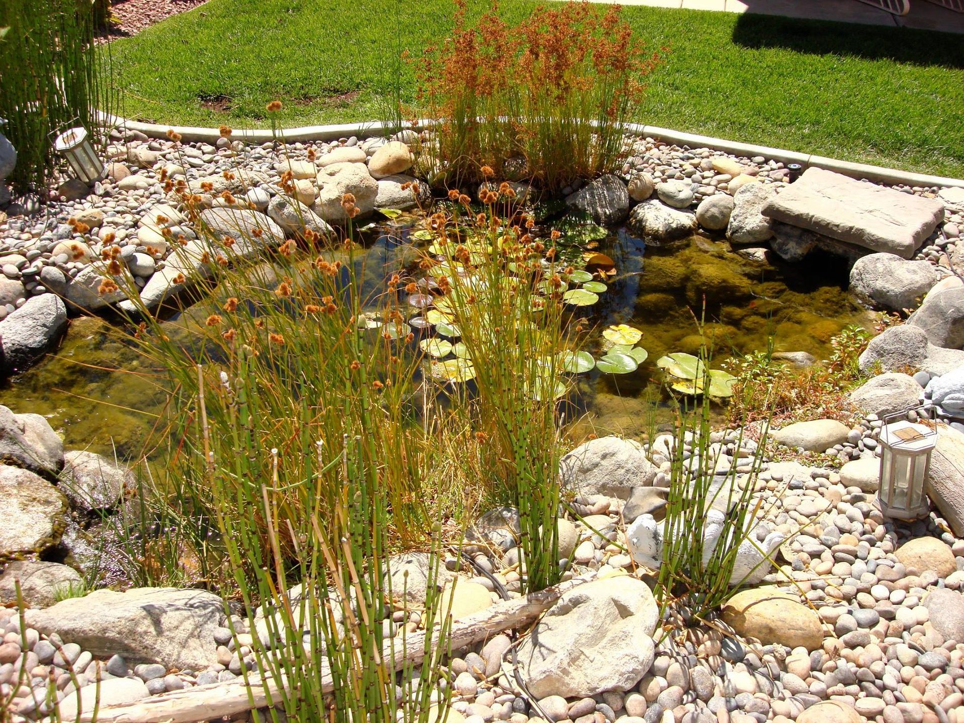 Small pond with rocks, green plants, and brown-orange reeds.