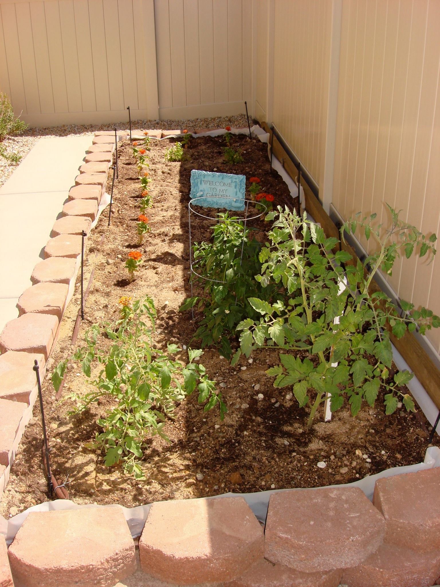 A small raised garden bed with various green plants and red-brown stones.