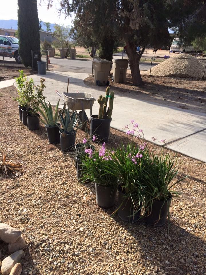 Potted plants, including cacti and flowers, line a gravel area next to a sidewalk and street.