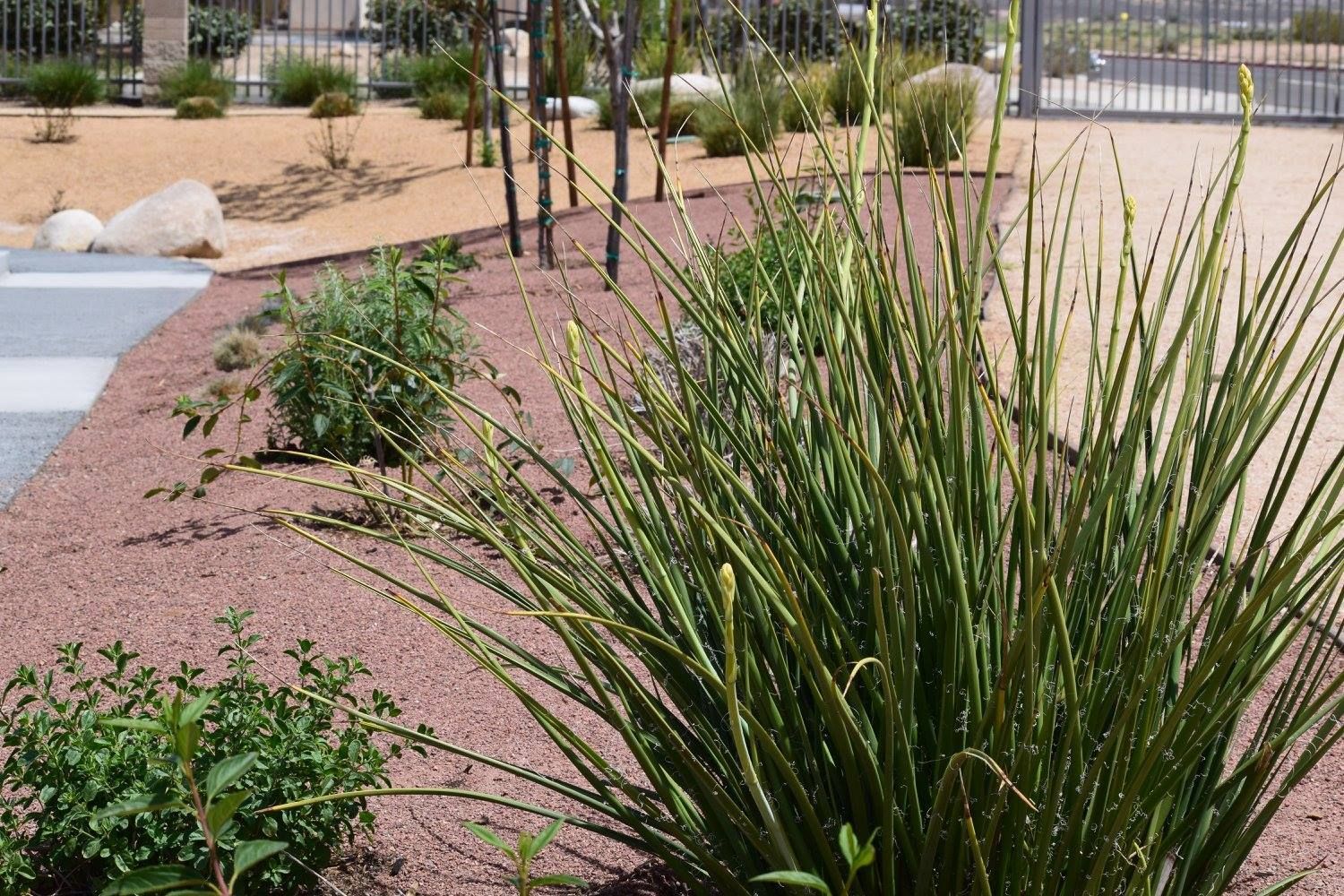 Landscaped area with green plants, red gravel, and concrete walkway.