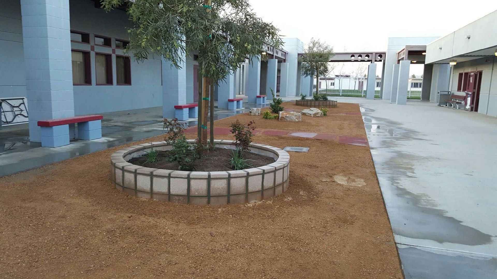 Outdoor school walkway with trees, gravel, and benches. Buildings with blue and white walls are visible.