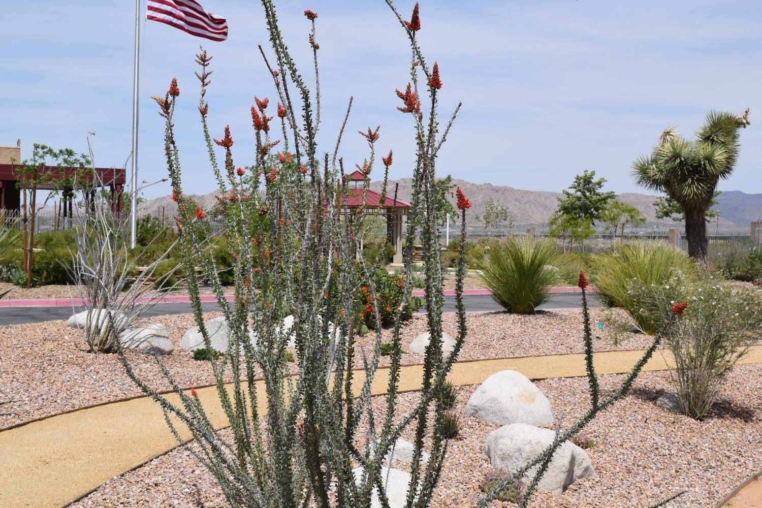 Ocotillo plant with red blooms in front of a landscaped desert scene with American flag, Joshua tree, and gravel pathways.