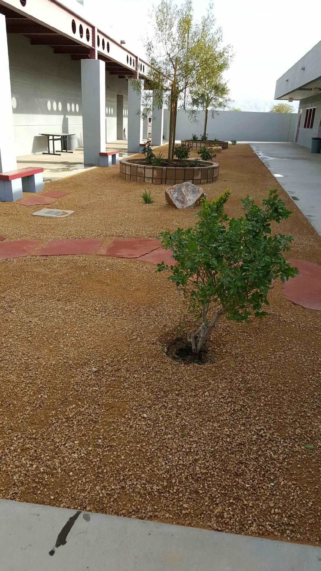 A school courtyard with mulch, stepping stones, small trees, and a walkway.