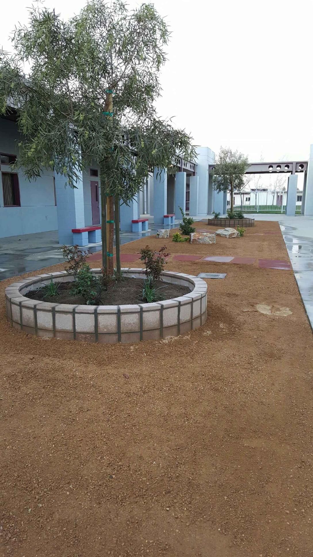 Courtyard with trees in circular planters, gravel ground, and blue building.