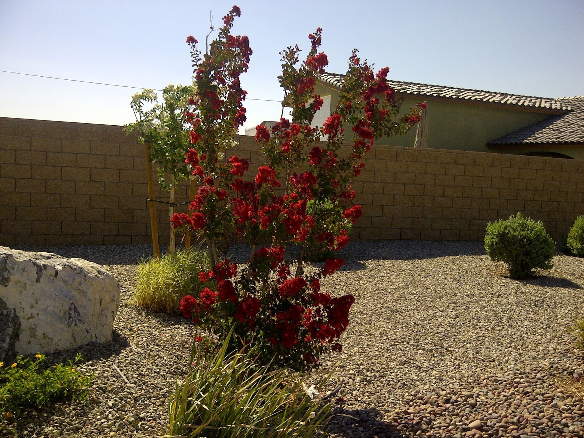 Flowering red crape myrtle tree in a gravel landscape, set against a stone wall and clear sky.