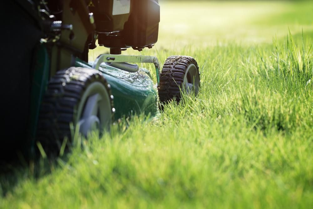 A Person is Mowing a Lush Green Lawn With a Lawn Mower — J.A. Slashing in Palm Cove, QLD