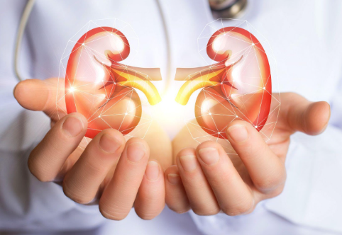 Kidneys | Metropolitan Kidney Center