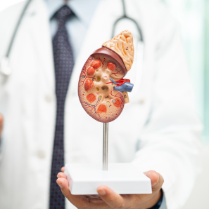 Kidneys | Metropolitan Kidney Center
