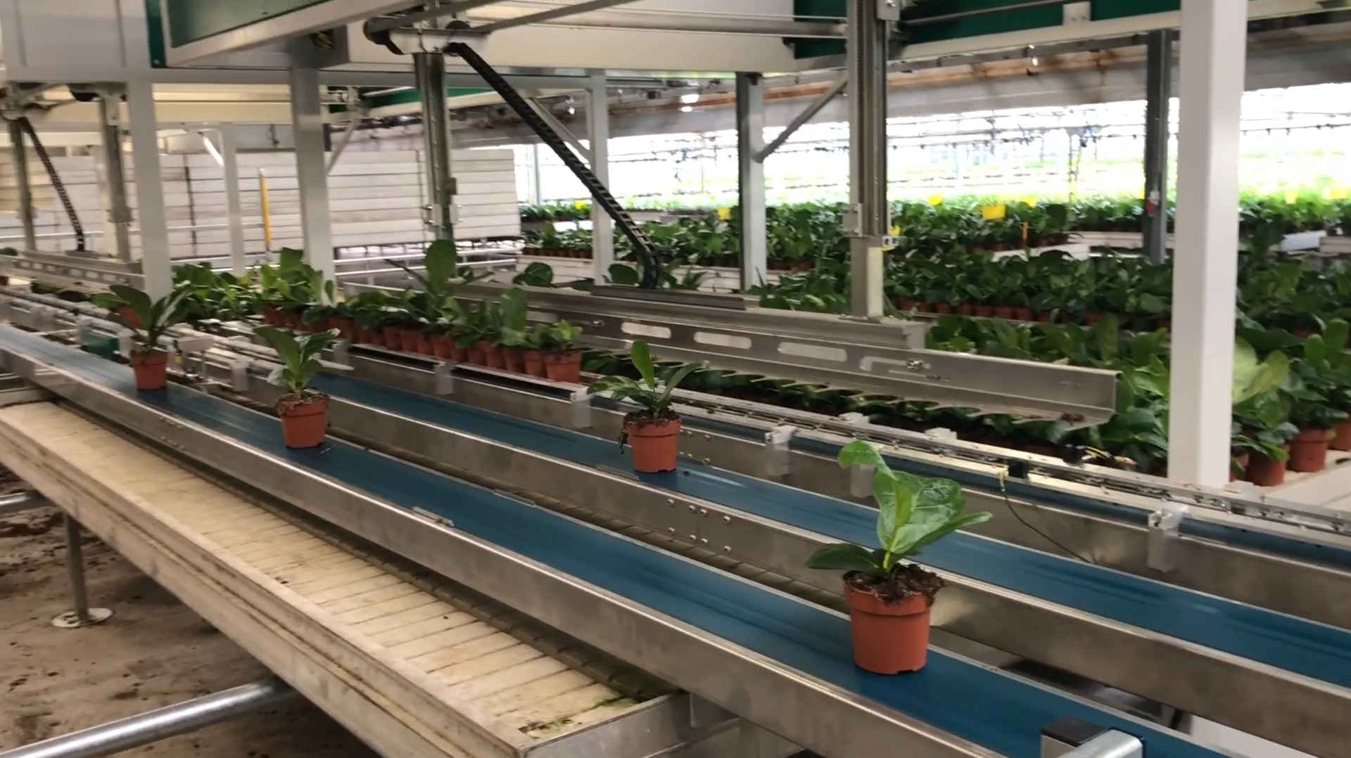 planter på transportbånd
