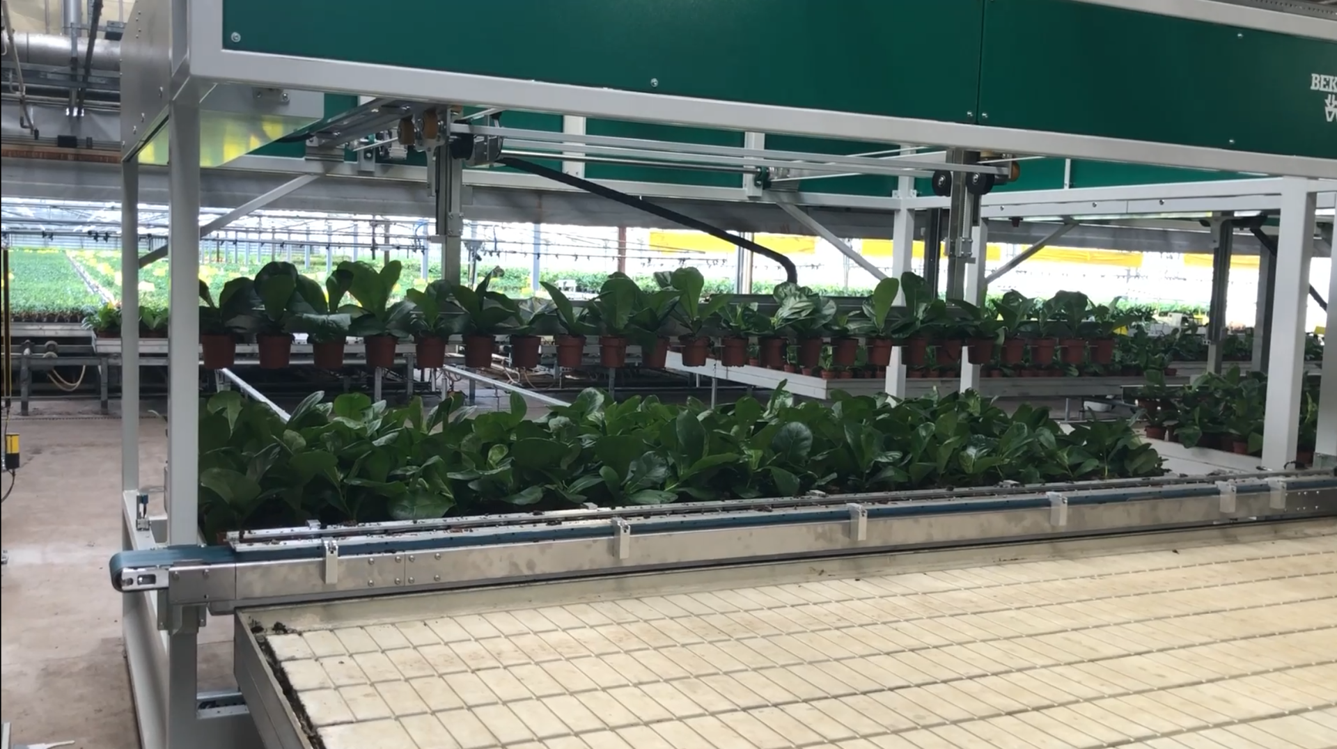 Sortering af lidt større planter