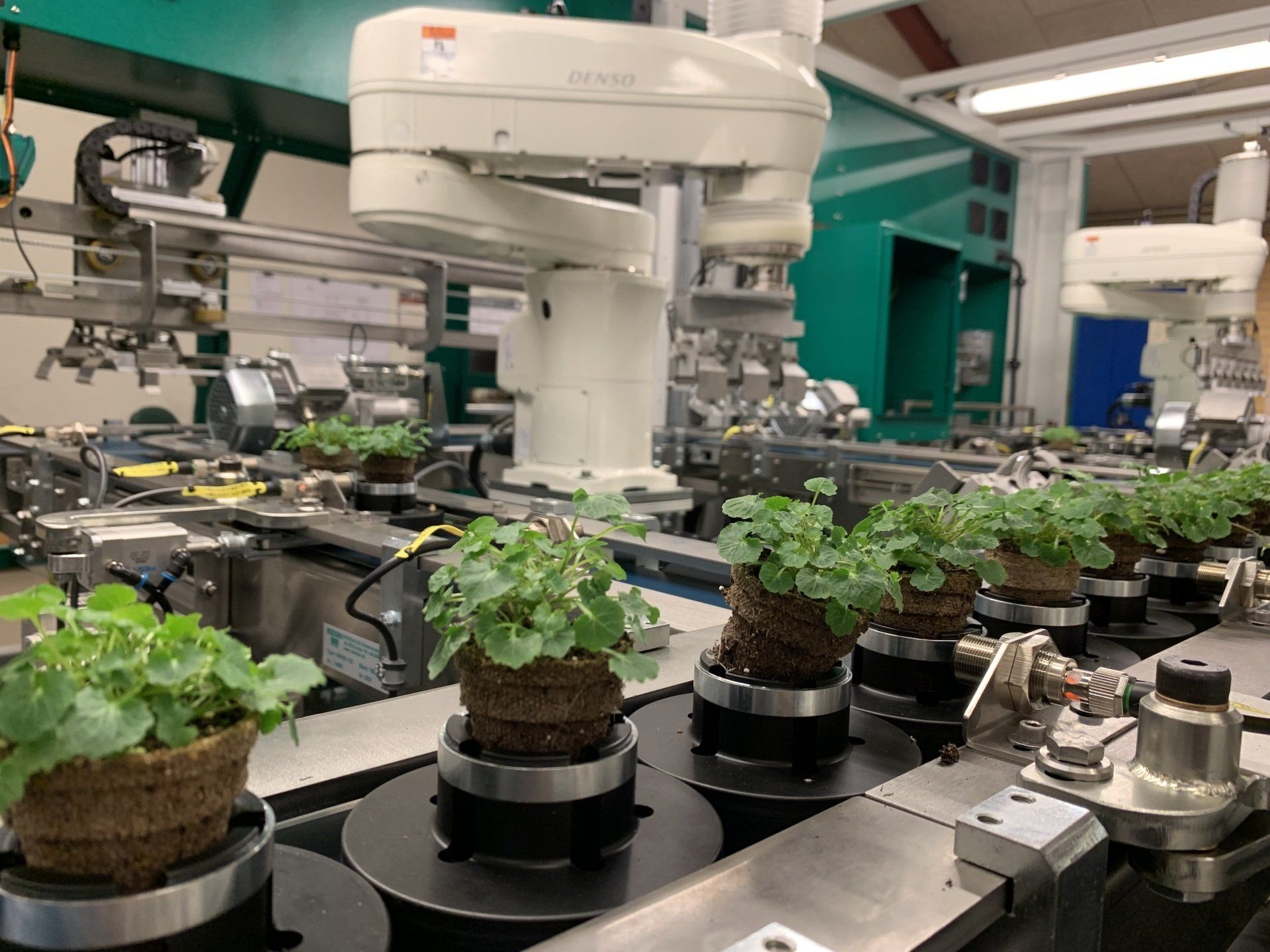 En maskine flytter potteplanter på et transportbånd.