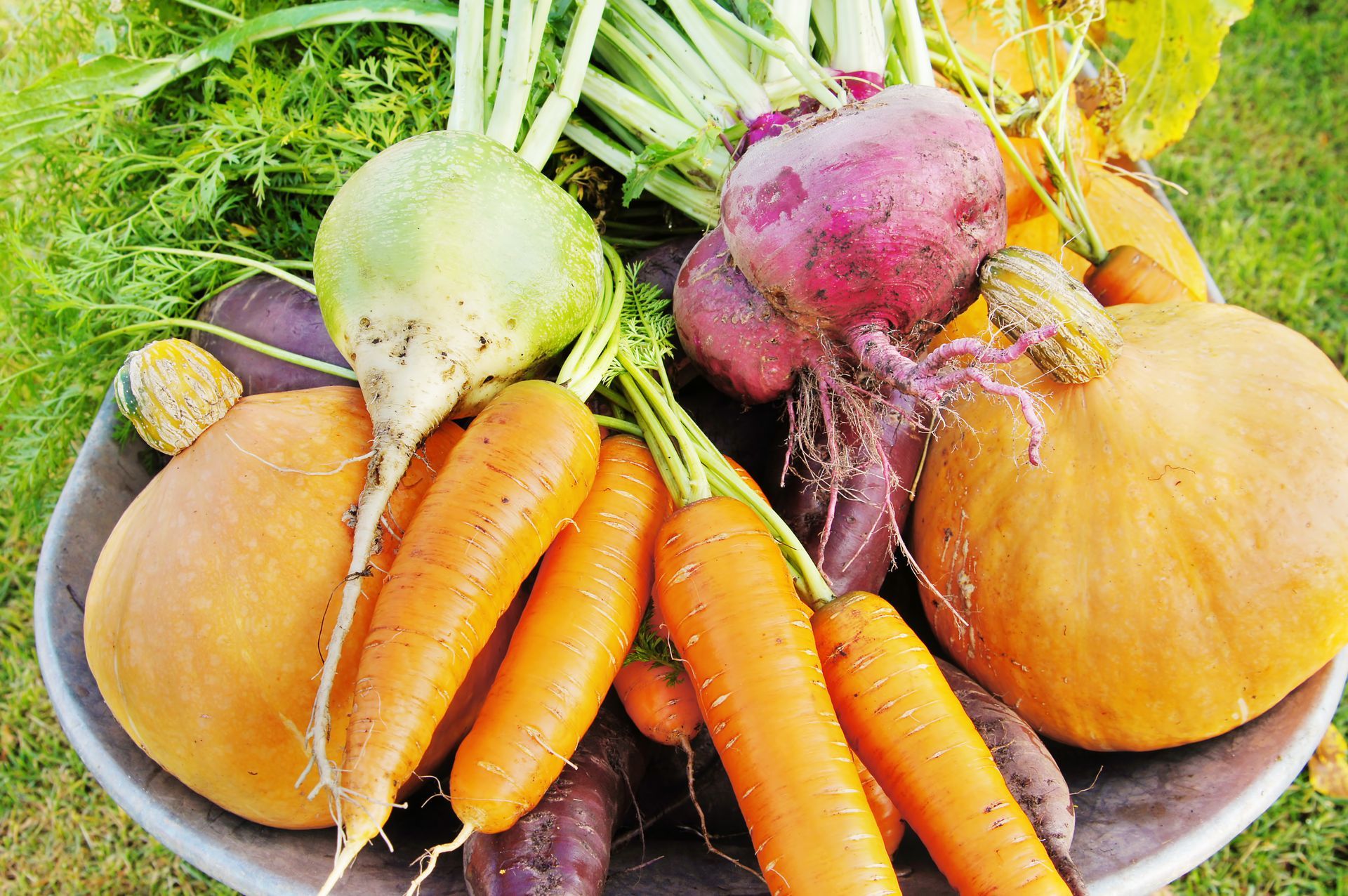 harvest vegetables