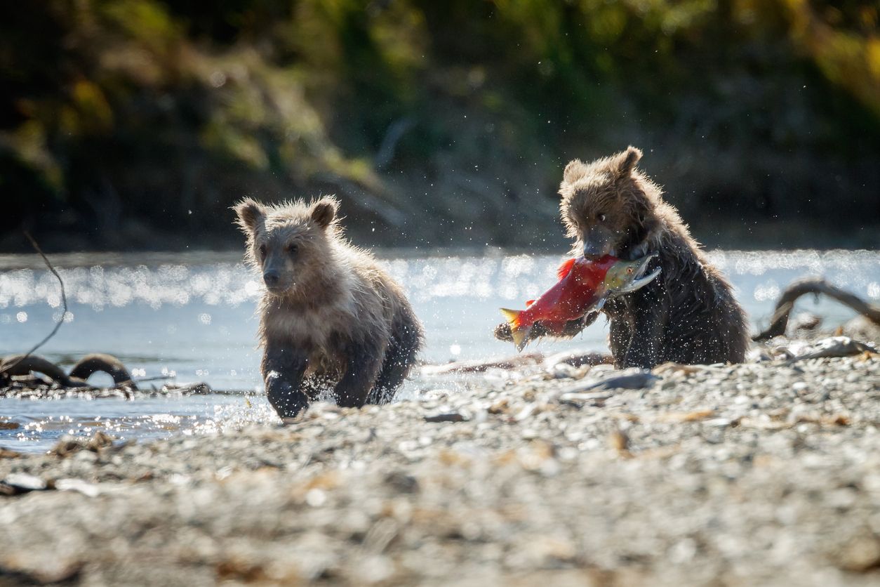 Two cub bears playing on banks of Kenai River in Alaska