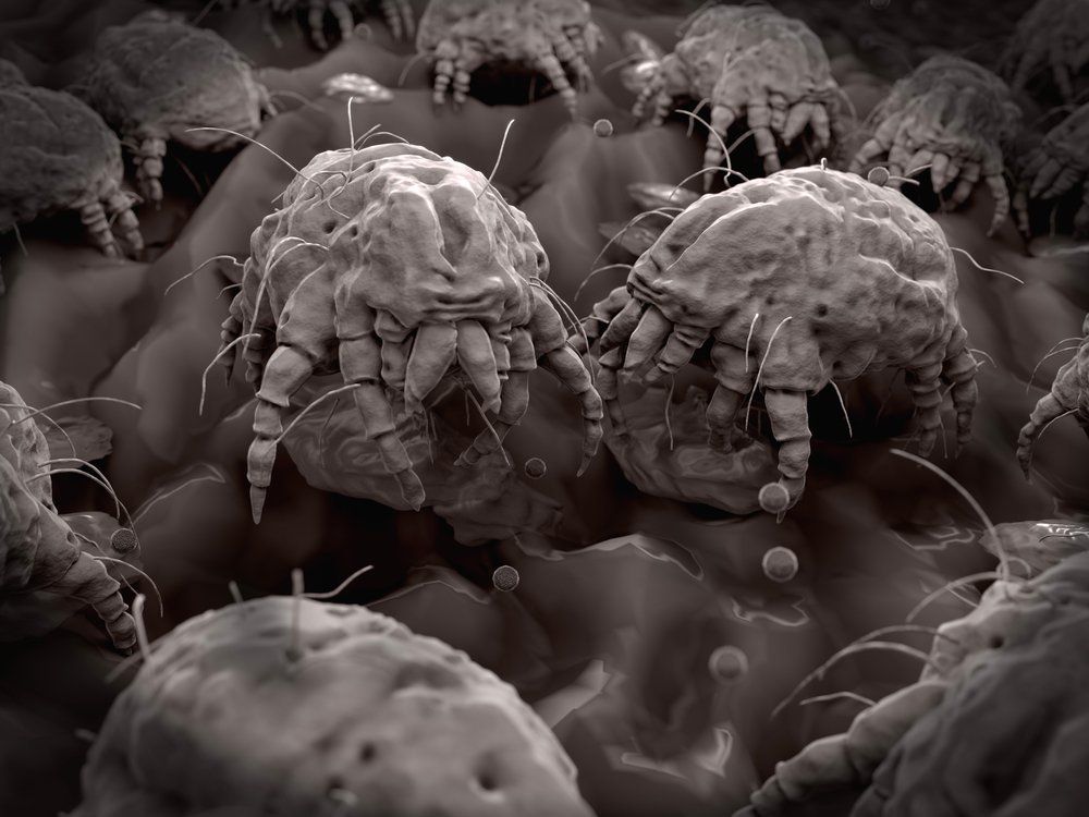Dust mites feeding on human flakes Dust mites feeding on human flakes
