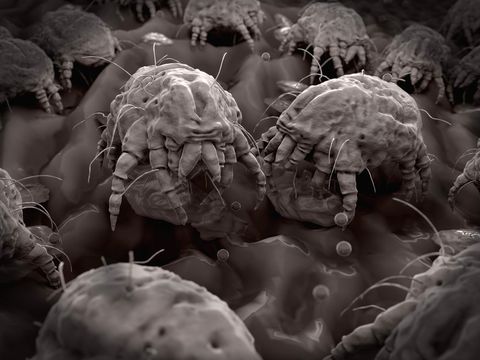 Dust mites feeding on human flakes