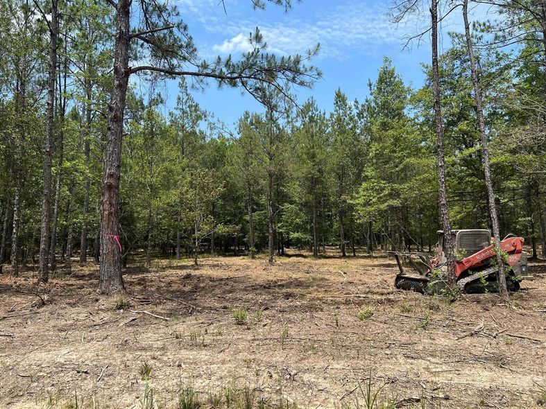Clearing in a forest with a red mini excavator visible on the right, and marked trees.