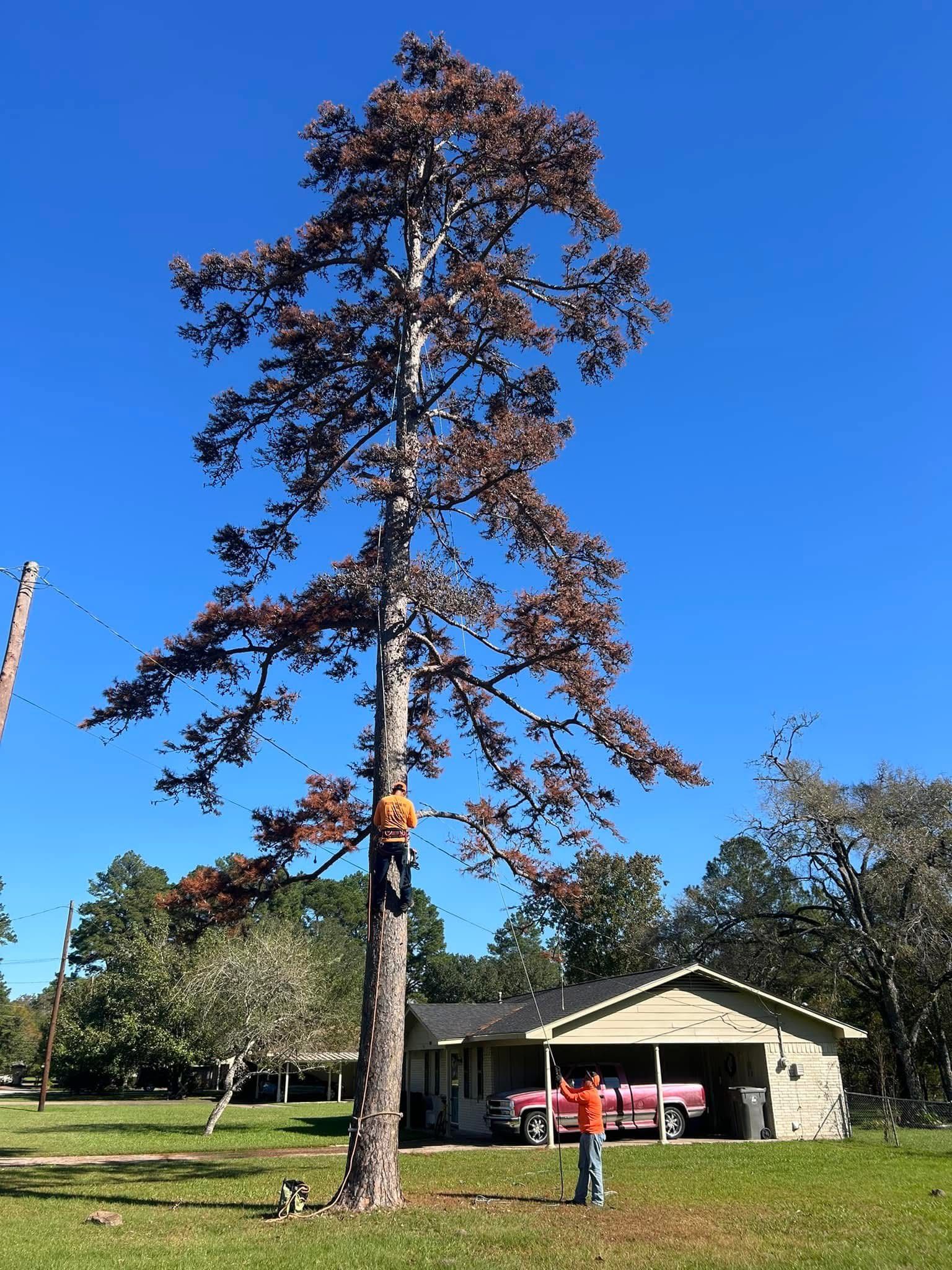 A man is climbing a tree in front of a house