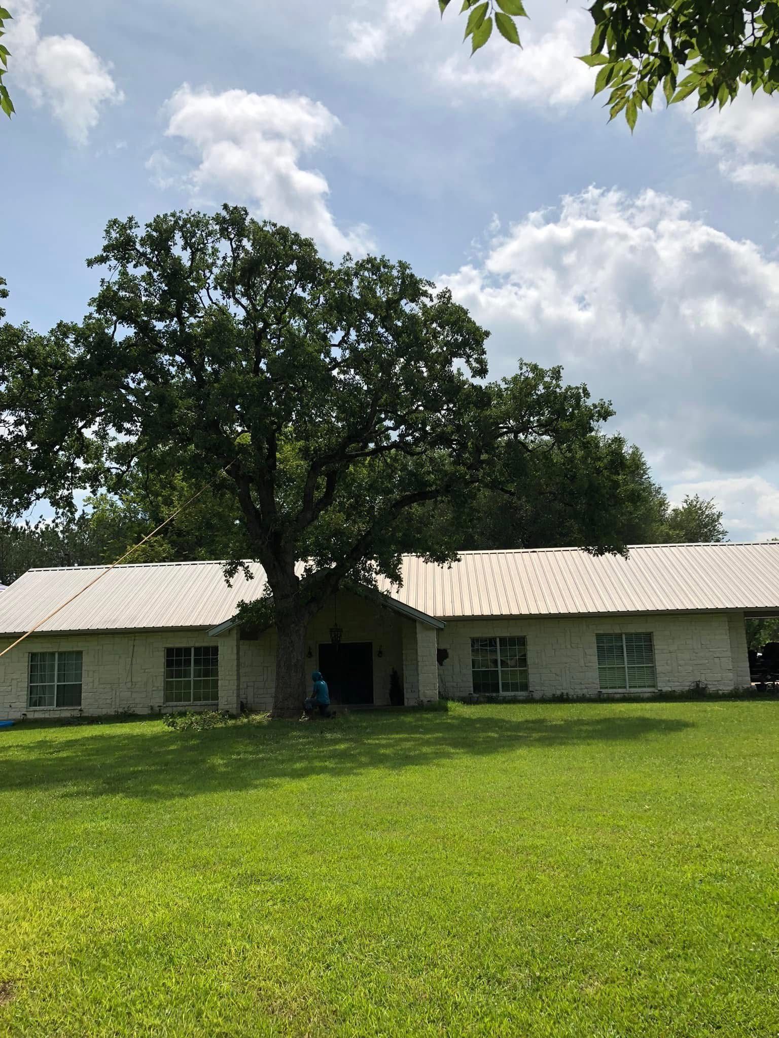 A white house with a metal roof and a large tree in front of it.