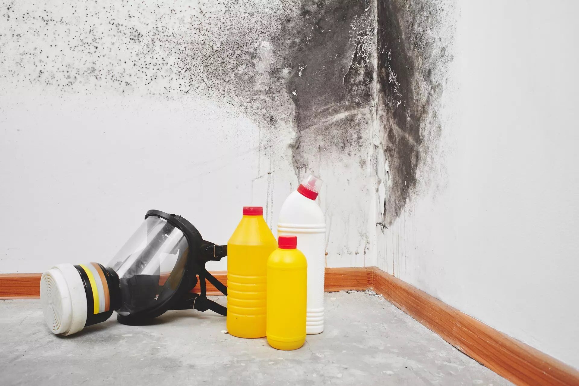 mold removal knoxville tn