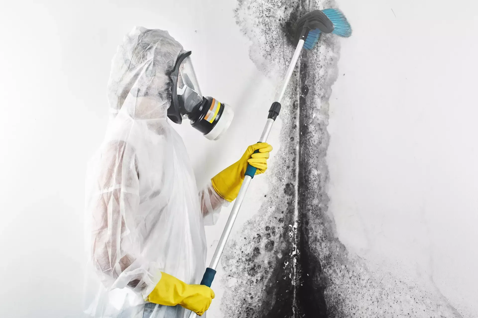 mold removal knoxville tn