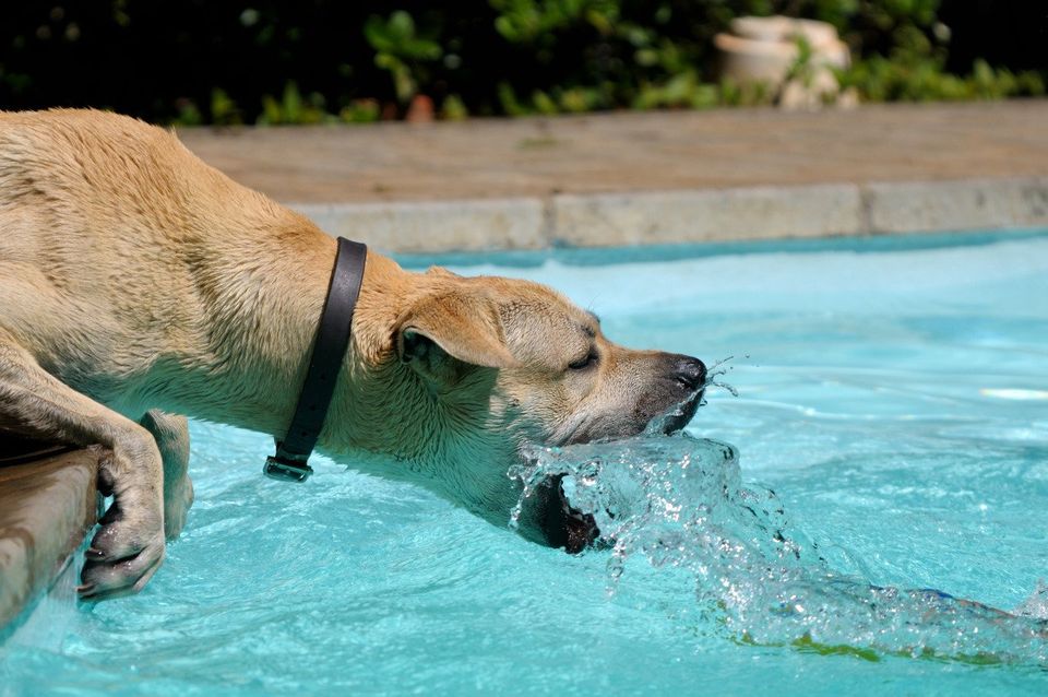 Pools with Man's Best Friend