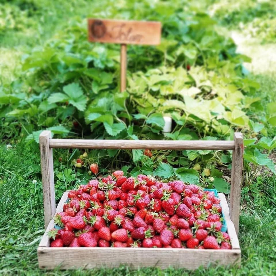 edible landscapes at wyeast gardens