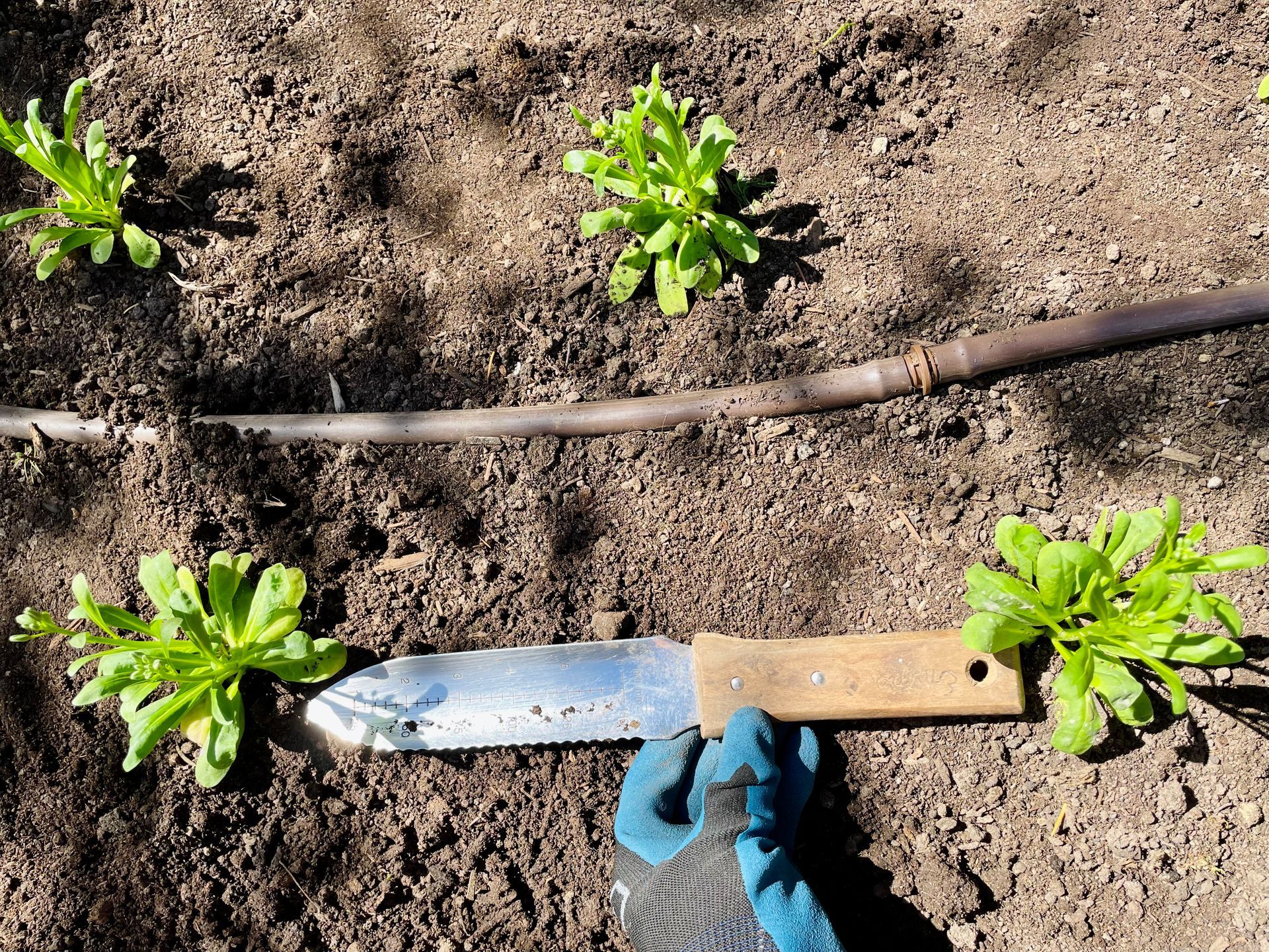 A person is holding a shovel in the dirt in a garden.