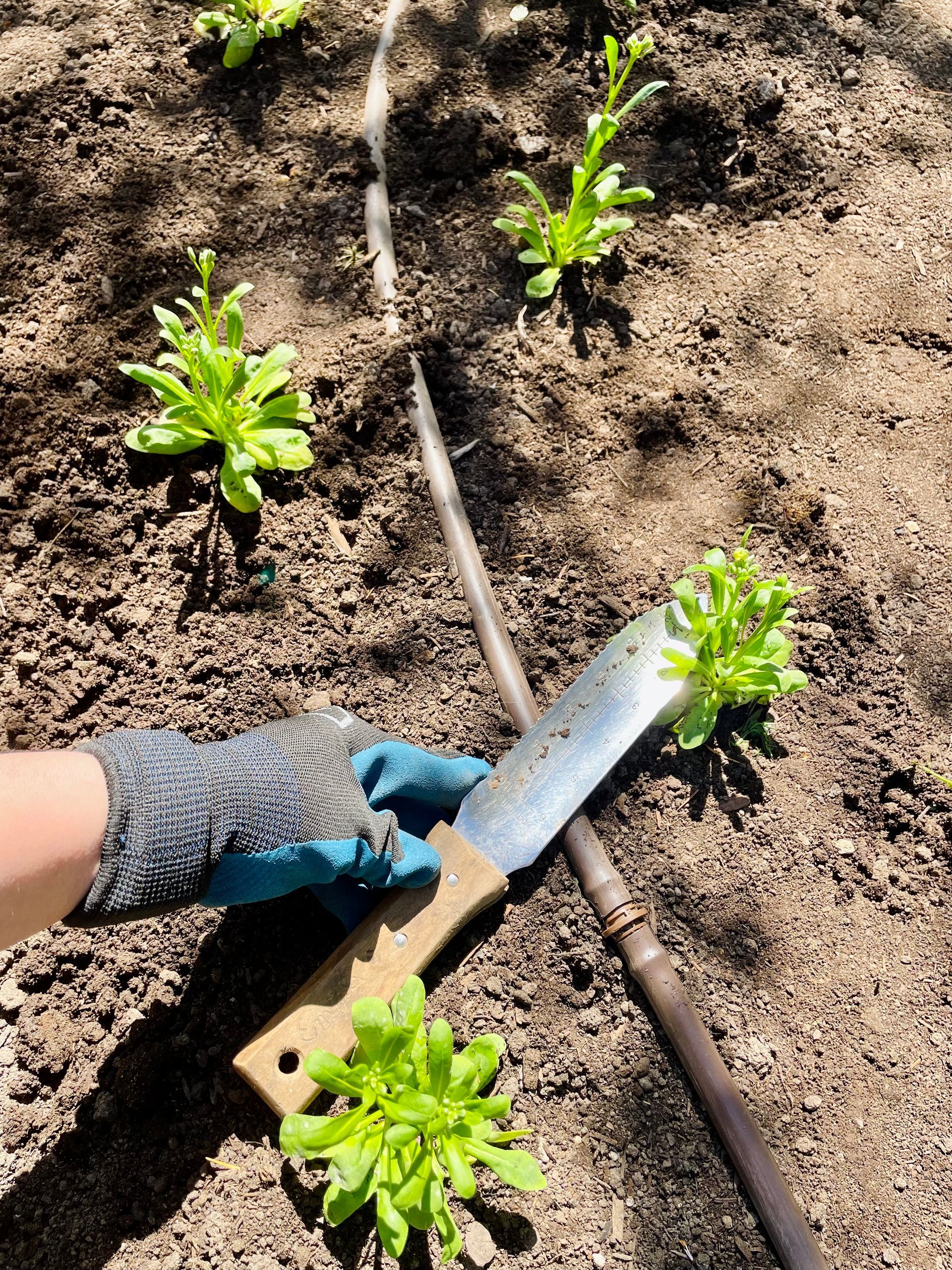A person is cutting lettuce in a garden with a machete.