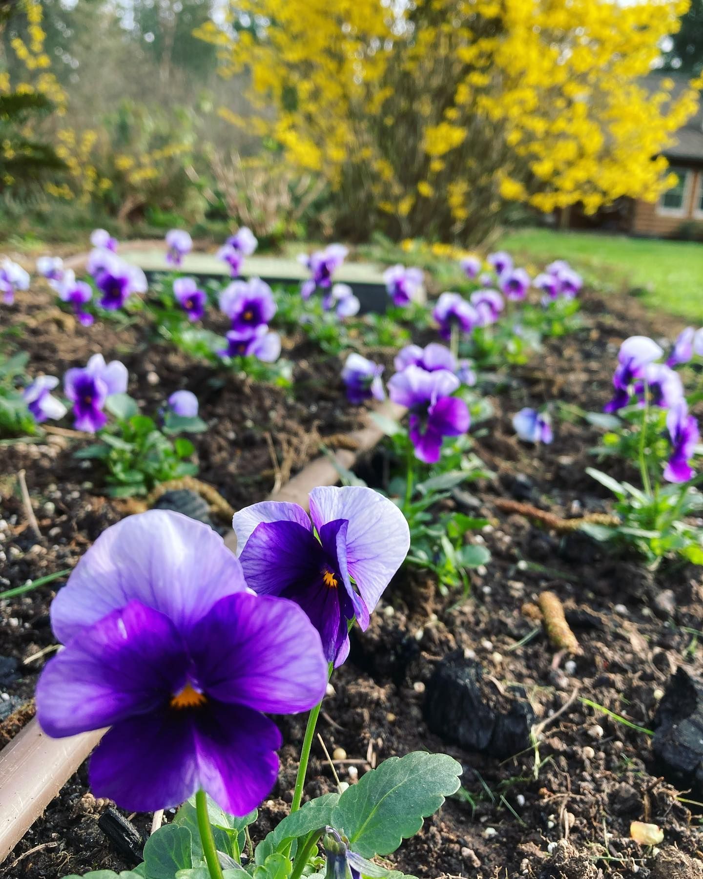 blue pansy project - wyeast gardens