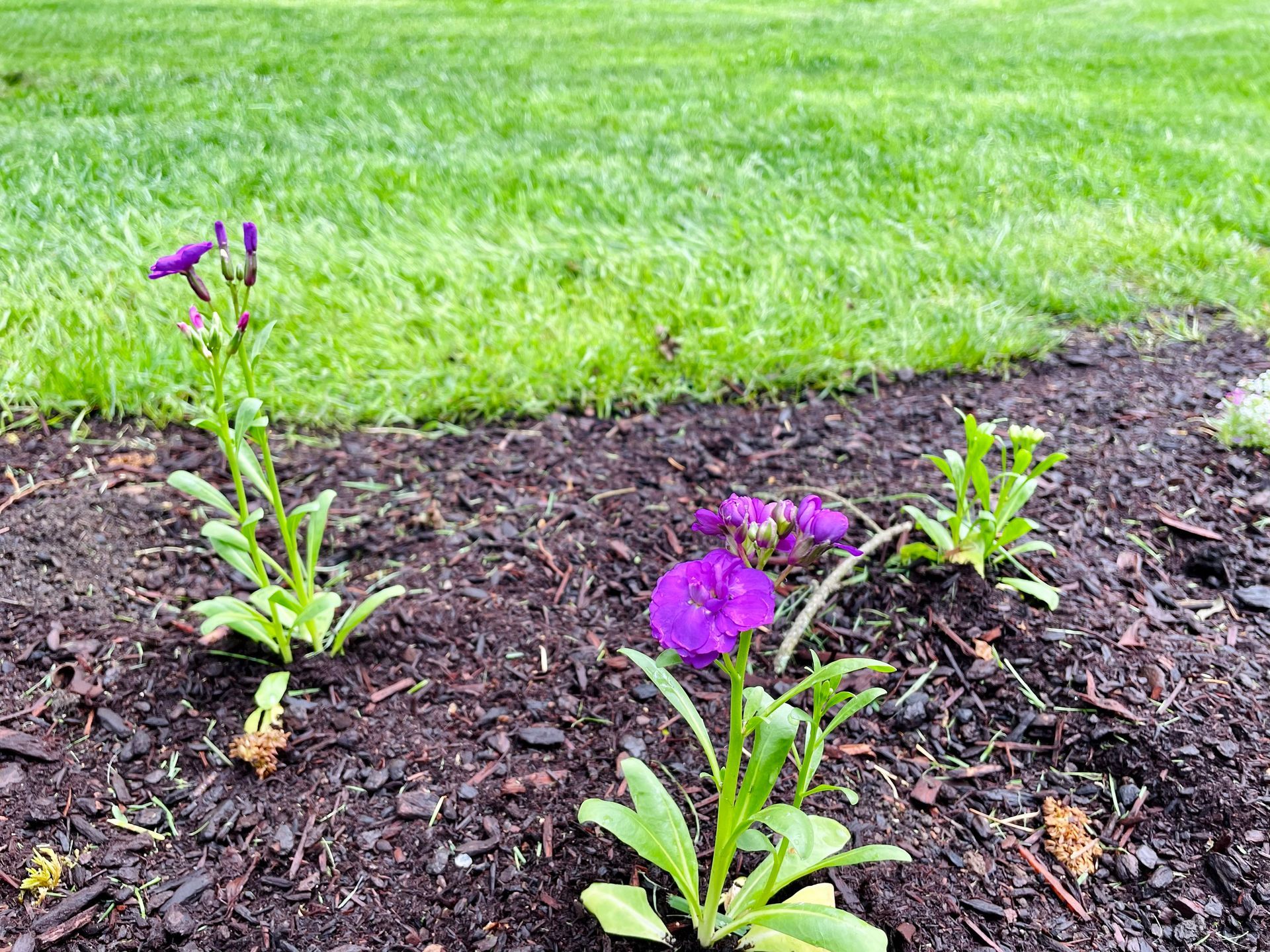 blue pansy project - wyeast gardens
