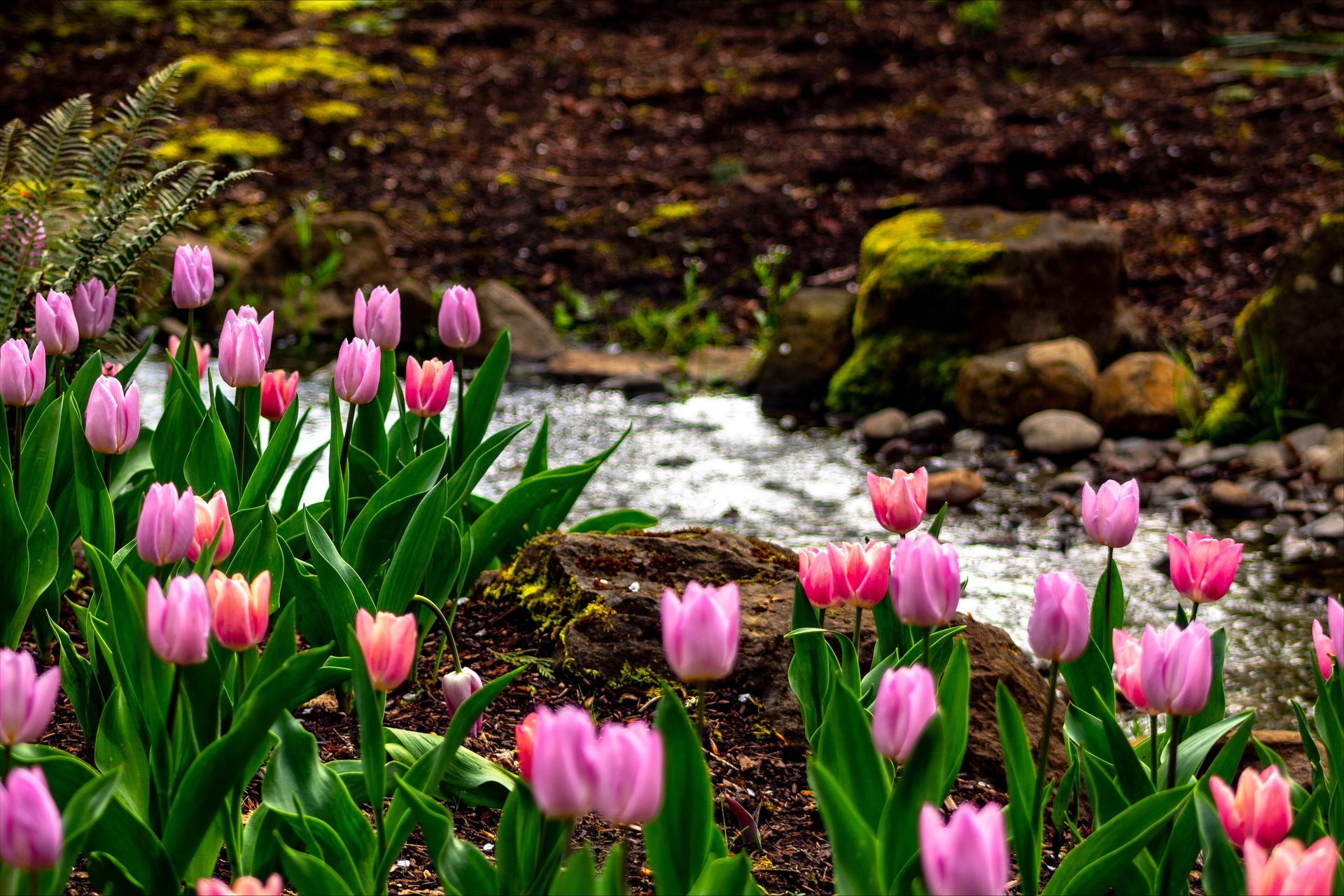 garden drainage - wyeast gardens