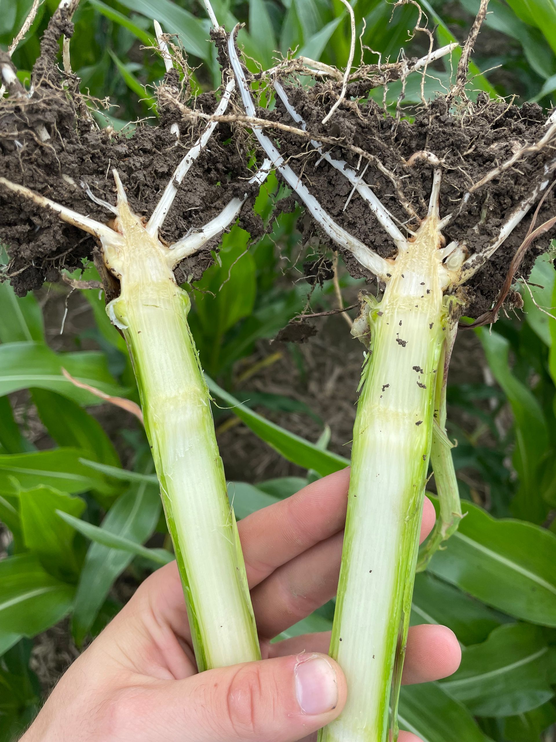 Cross-section of corn stalks, showing the roots and internal structure